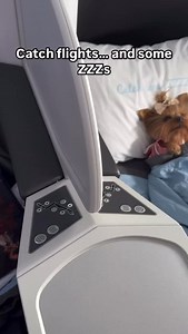 POV: Your travel partner has a first-class ticket and zero responsibilities. From check-in to tuck-in, this is how Emily does business class. Pillow embroidered, bow fluffed, beauty sleep in progress. Catch flights and some ZZZs? Don’t mind if we do. Follow for more dog-friendly luxury adventures! dog travel luxury travel business class dog yorkie life first class vibes airplane dog traveling with pets tiny traveler dog influencer dog mom life jet set pup travel with dog dog friendly travel airl