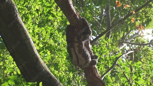 Three-toed Sloth Climbing a Tree in the Rainforest of Colombia, South America