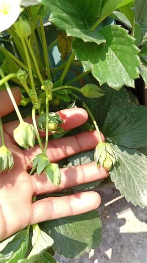 🍓Strawberry tree care tips.#youtubeshorts #viral #stroberry .