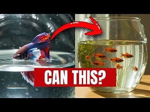 The Complete Guide to Growing 9 Types of FISH in Pots or Containers at Home