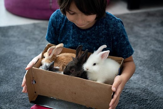 How to Tell How Old a Baby Rabbit Is: Key Clues & Chart | LoveToKnow Pets