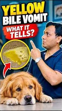 Dog vomiting yellow foam like ? What could be the possible causes?