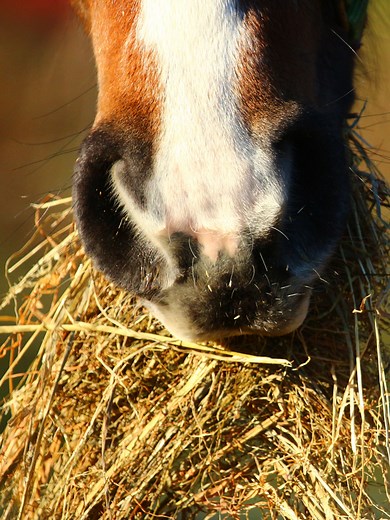 Timothy Hay Vs. Alfalfa: What’s The Difference?