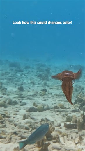 These Caribbean reef squid are known to display beautiful changes in their color pattern! 🦑 Squid change color for a few reasons. First off, it's their way of blending in with their surroundings, keeping them safe from predators and helping them sneak up on their prey. They've got these special cells in their skin called chromatophores that let them do this trick. But it's not just about staying hidden. Squid also use color changes to talk to each other. They can signal things like 'back off' o