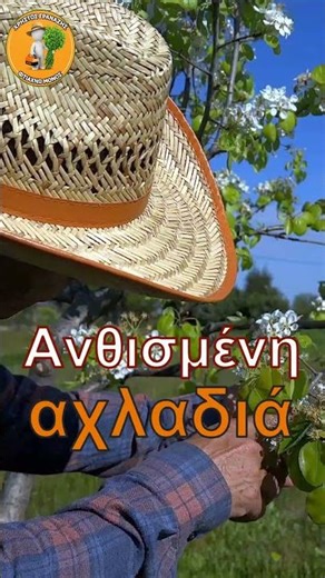 Αυτό γίνεται πριν βγει το αχλάδι !