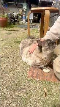 ゼンマイの下処理とペル🐈 #ファーム生活 #無農薬 #農業