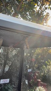 Tagging a Mexico bound Monarch Butterfly 🇲🇽 #savingmonarchs #gardening #monarchbutterfly #monarchmigration #mexico #nature #milkweed #butterflies #mexicotravel #milkweed | Saving Monarchs