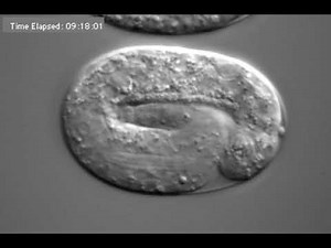 C. elegans development