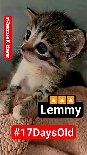 17 Day old #kitten Lemmy looking adorable 😍