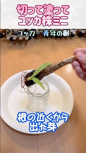 【ユッカ株ミニ】茎切りトップジン塗り完成 #ユッカ #青年の樹 #剪定 #強剪定 #水耕栽培 #観葉植物 #観葉植物初心者 #トップジン #ロビンソン #スピッツ