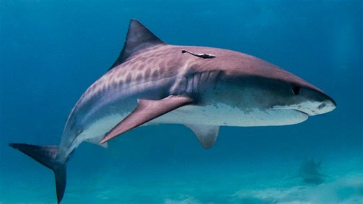 Shark bite? How experts identify bites from sharks, toothy creatures, barracuda, bluefish