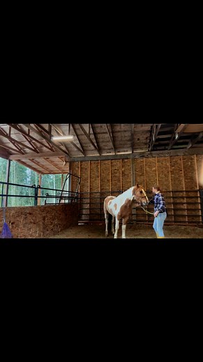 I love to use clicker training to teach my wild mustangs to trust with handling their feet. Ori did so well for his first time ever having me touch down his front legs 💛 #jehovahori #TheLordIsMyLight | Mild at Heart - Mustang Gentling & More