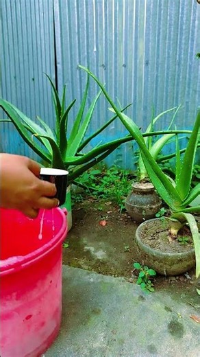 Black Gram Rinse Water for Aloe Vera