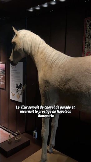 #napoleon #vizir #levizir #histoire #musee