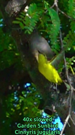 Garden Sunbird in Flight | 40× Slow Motion | Cebu, January