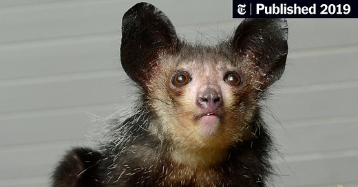 Add ‘Pseudo Thumb’ to the Aye-Aye Lemur’s Bizarre Anatomy
