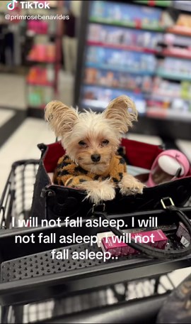 Teacup Puppies Showcasing Yorkies' Cuteness