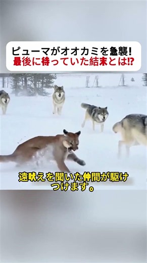 Puma Ambush! What Was the Final Outcome!? #Puma #Wolf #Wildlife #Survival #Nature