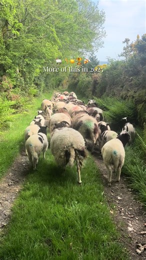 More of this in 2025 🫶🏼 #moreofthis #2025 #sheep #farming #summer