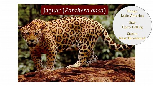 Jaguar (Panthera onca) Classification