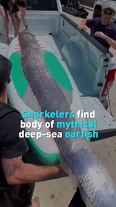 23K views · 105 reactions | wimmers discovered the body of a rare deep-sea creature off the coast of San Diego this week and brought it back to shore for study. | CGTN America | Facebook