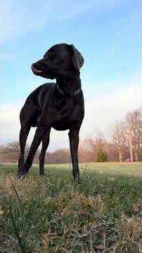 Weimaraner chasing bubbles