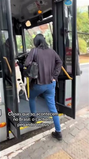 Só no Brasil! Cão pega ônibus como passageiro e recebe carinho do motorista! 🐶😍