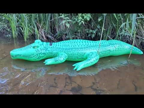 INTEX 58562 - Large inflatable crocodile 203 cm x 114 cm, swimming on a small river - 30.06.2025