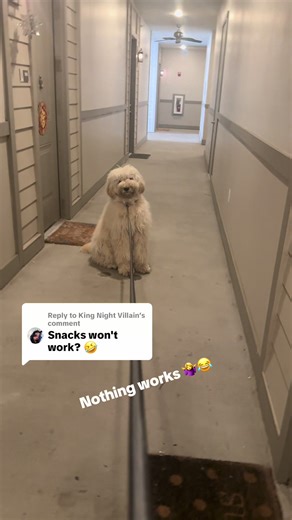 Fun Outings with Your Goldendoodle: What Works