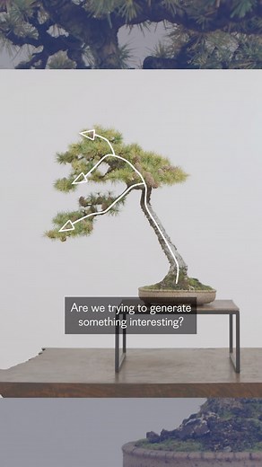 7.9K views · 238 reactions | Design Fundamentals. In bonsai design, we aim to convey beauty, mirror nature in miniature, evoke age and intrigue, and elicit emotion. However, all paths lead to one focal point: asymmetry. Join us as on Mirai Live as we uncover how asymmetry serves as the guiding force, allowing us to achieve diverse purposes in bonsai design. . . . . . #bonsai #bonsaidesign #bonsaiartist #bonsaitree #design #trees | Bonsai Mirai | Facebook