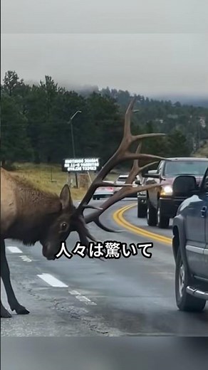 高速道路を塞いだ鹿