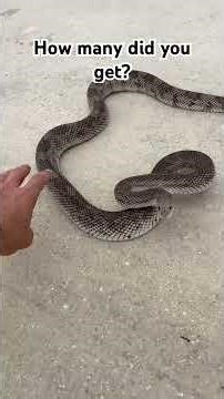 Can you identify these rare snakes? #snake #animals #nature