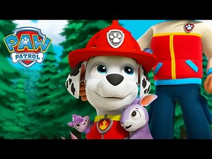 Everyone LOVES Marshall! ❤️ - PAW Patrol - Cartoons for Kids - Videos For Kids