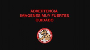 1.3K views · 68 reactions | Indignación por ahogamiento de un pitbull...
