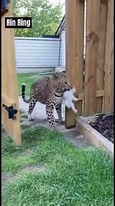 1.2M views · 11K reactions | Leopard Charges Through Open Gate — Cat Fights Back to Save Her Kitten! #rinring | Nguyễn Văn Rin | Facebook