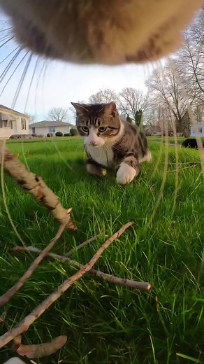 How to Be Friends With Cats: Inviting Your Friends Over to Play