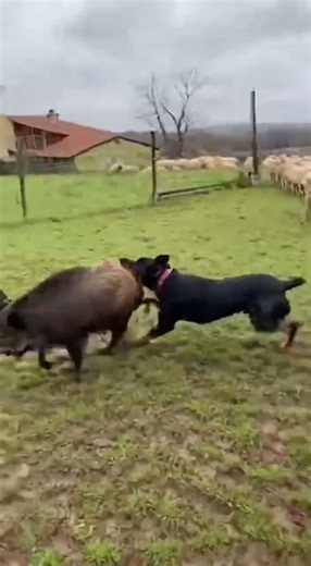 Beauceron — France’s powerful herder and loyal protector 🇫🇷🐾