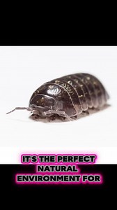 Millipede Beetle Isopod & Woodlice Substrate | 100% Natural Forest Floor Mix | Coco-free Bioactive Soil UK - Etsy UK