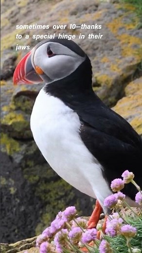How Do Puffins Catch So Many Fish at Once?