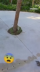 Da es von einem Luchs gejagt wurde, war das #Leben dieses Eichhörnchens in großer Gefahr. Doch das Nagetier entkam mit einem Manöver, das niemand hatte kommen sehen. | Positiv