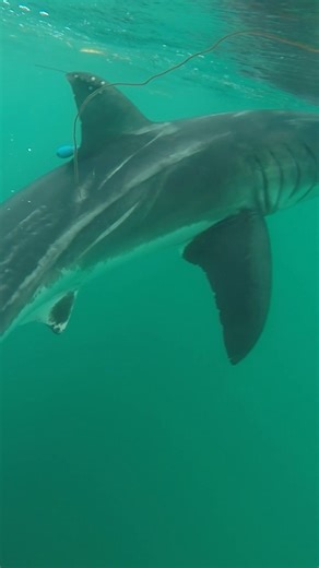 Percy is a white shark being tracked on the OCEARCH Global Shark Tracker. Each time his tag pings, scientists gain new insights into shark migration, behavior, and the role these apex predators play in keeping the ocean balanced. By following Percy’s movements, researchers can better understand the habitats white sharks rely on and the importance of protecting those ecosystems. His journey adds to the growing body of open-source data that drives shark conservation and helps secure a healthier fu