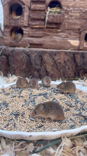 We could watch our harvest mice all day! 😍 #nfwildlife #nfwildlifepark #hampshiredaysout #animal #familydaysout #conservation #wildlife #mouse #harvestmouse | The New Forest Wildlife Park
