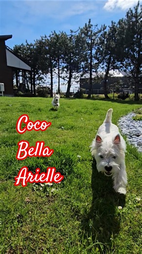 Beautiful Morning with Westies West Highland White Terrier #westie #puppy #radaug #westielove #fypシ