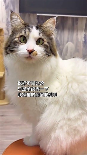 Meet My Elite Smart Cat: The Ultimate Praise-worthy FurReal Life SharingTabby