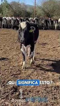 🔍 ¿Codominancia ovárica?