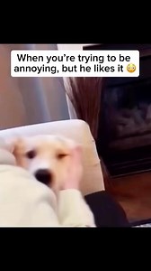 When you’re trying to annoy your dog, but he’s secretly LOVING every second of it! 😂🐶 I went in thinking, ‘Let’s see if this golden goofball gets grumpy when I mess with his face,’ and instead, he’s having the time of his life—wiggling, snorting, and making the most ridiculous noises as I smoosh his cheeks and play with his floppy ears. 😆🥰 Honestly, he looks at me like, ‘Is this all you got, human? Because I could do this all day!’ This isn’t annoying him; it’s clearly the highlight of his d
