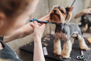 Dog Grooming Prices in 2024: How Much You Should Expect to Pay