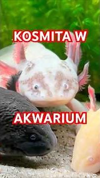 Evolutionary Exception | Axolotl under the microscope #axolotl #ambystomamexicanum #aquarium