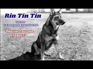 German Shepherd Hero: Rin Tin Tin Documentary