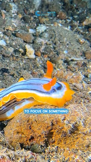 36K views · 618 reactions | Ever wonder what it feels like to be an underwater photographer? 浪 | Underwater Photography Guide | Facebook